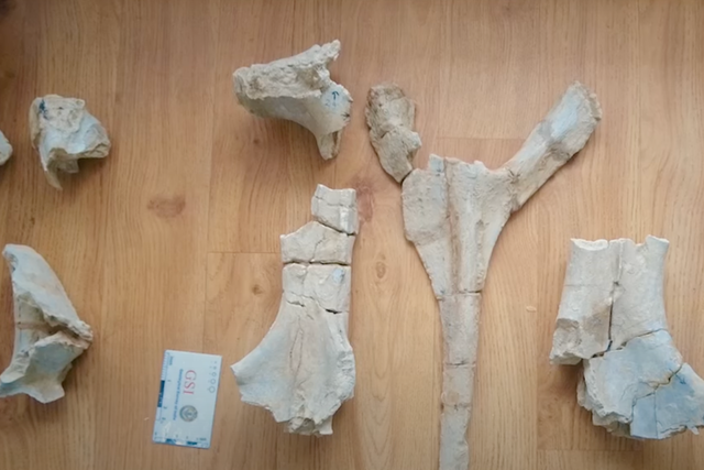 Fossil newsletter discount discount